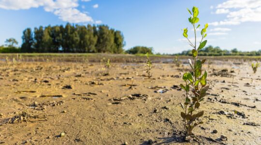 35,000 mangroves set to establish new wetland in Redlands