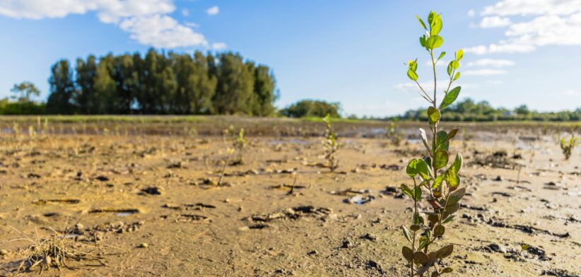 Mangroves in Redland Bay. | Newsreel