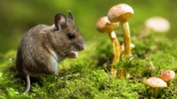 Mouse and mushrooms. | Newsreel