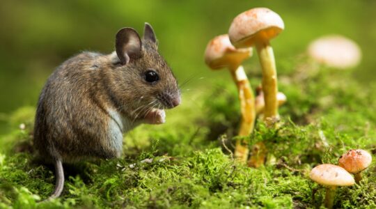 Anti-ageing compound in psychedelic mushrooms