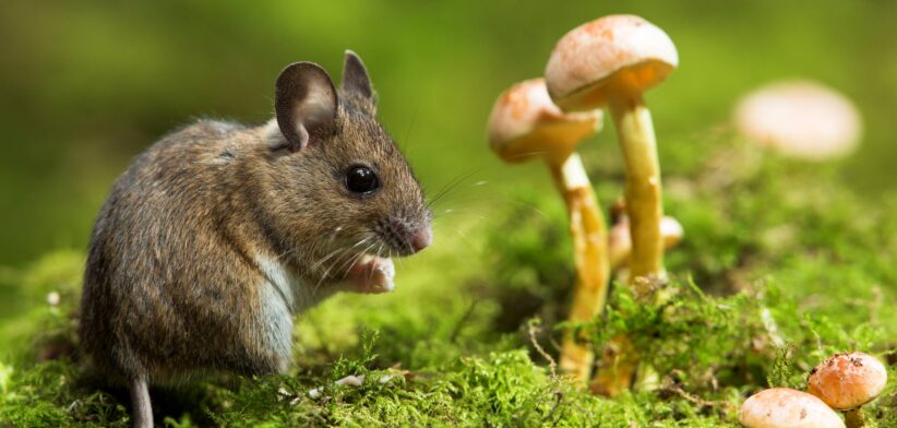 Mouse and mushrooms. | Newsreel