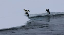Penguins on sea ice. | Newsreel.