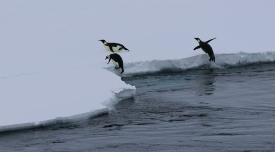 Sea-ice loss a concerning climate domino