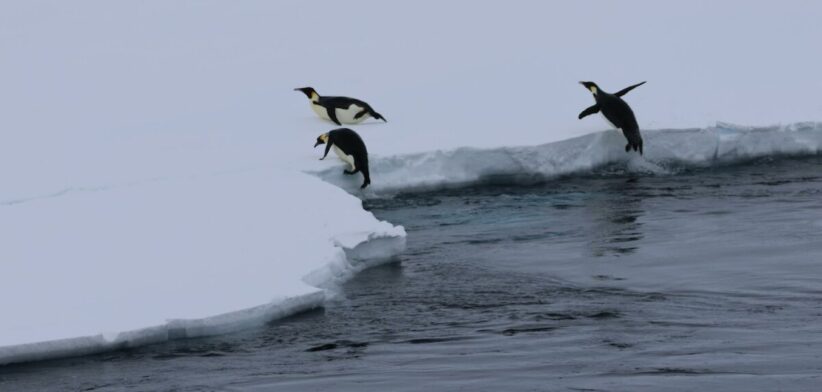 Penguins on sea ice. | Newsreel.
