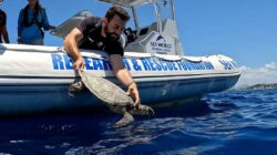 Turtle being rescued, Gold Coast, Australia. | Newsreel