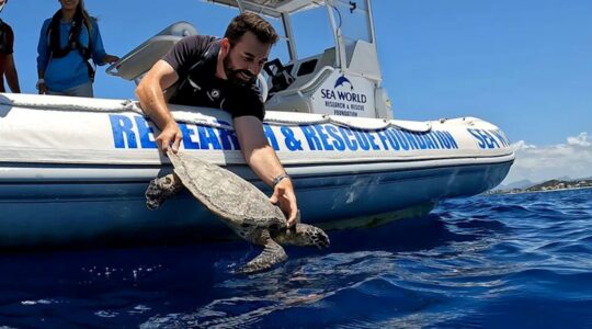 Turtle being rescued, Gold Coast, Australia. | Newsreel