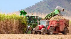 Sugar cane being harvested in north Queensland, Australia. | Newsreel