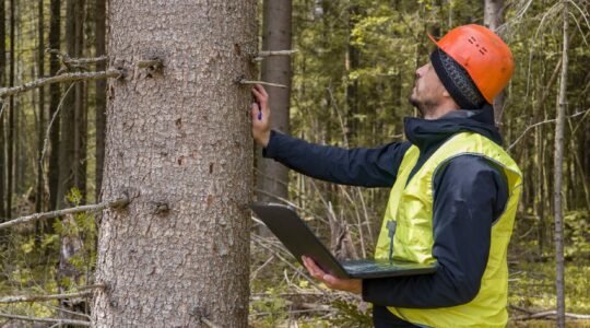Forests grow under sustainable wood harvesting methods