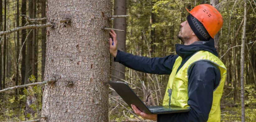 Man studies tree in forest. | newsreel