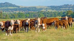 Beef cattle Australia. | Newsreel
