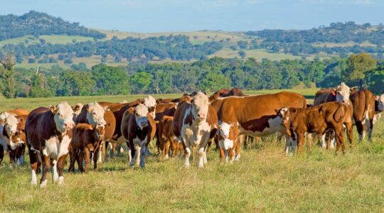 AI meets beef in fast-tracked processing plant