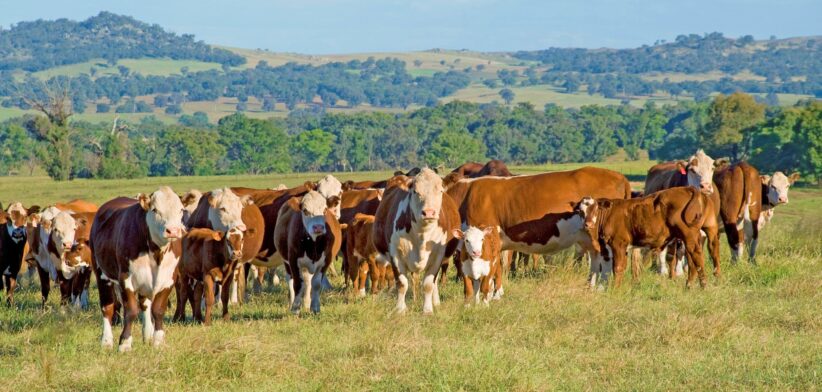 Beef cattle Australia. | Newsreel