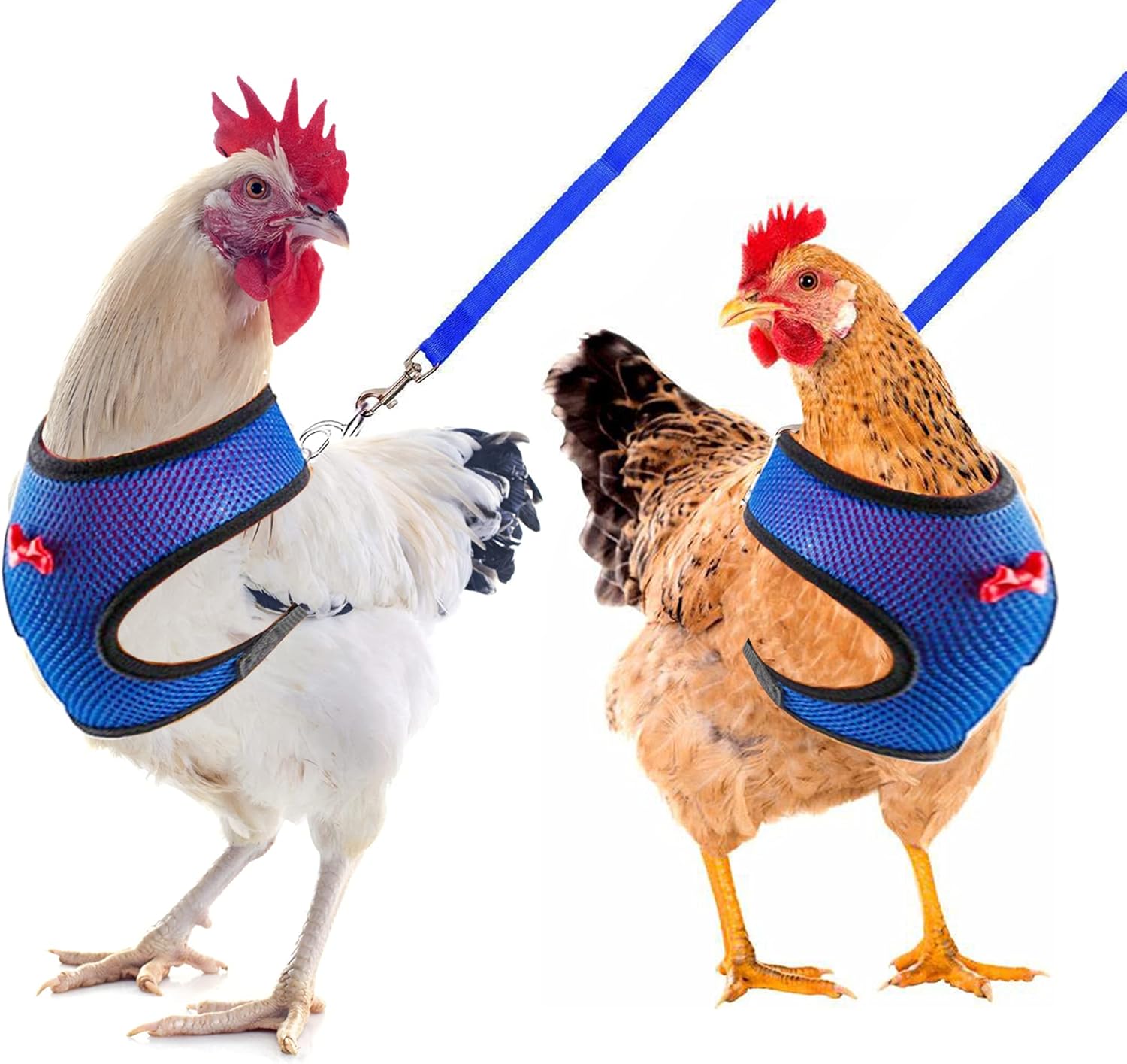chook harness