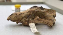 4000-year-old-Tylacine-skull. | Newsreel