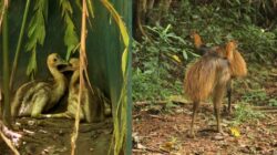 Cassowaries. | Newsreel