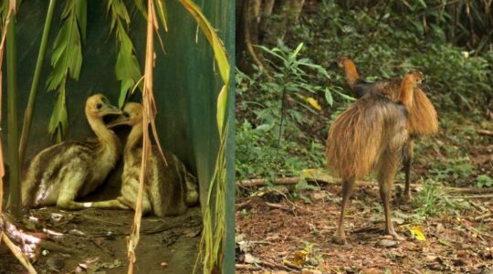 Cassowary release first in Far North Queensland