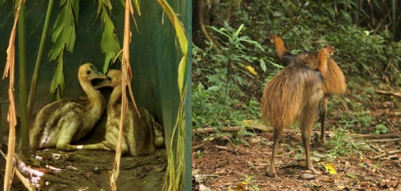 Cassowaries. | Newsreel