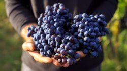 Grapes. | Newsreel