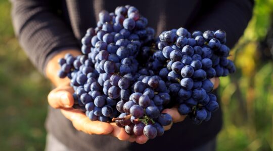 $1 million fine sour grapes for exporter