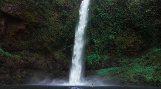 Wet Tropics a hot topic for creative artists