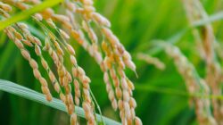 Rice plant. | Newsreel