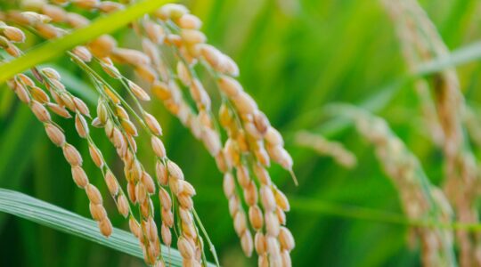 Rice industry dishes up new advisory panel
