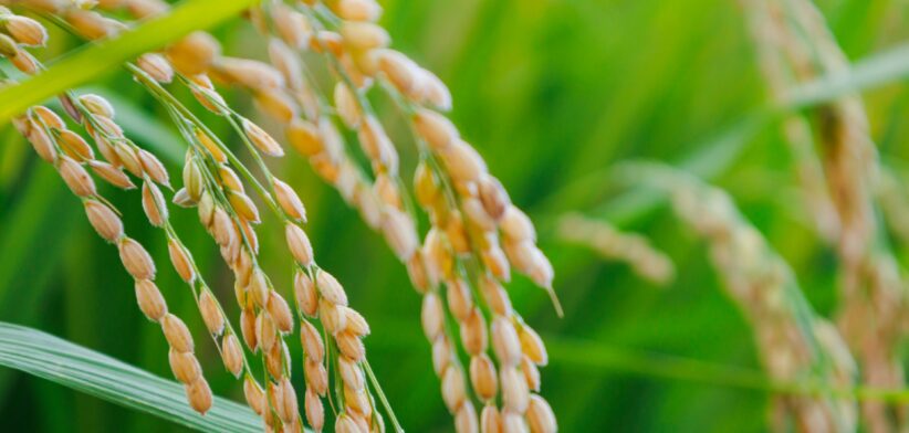 Rice plant. | Newsreel