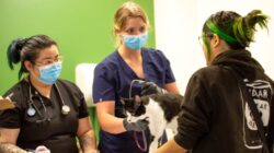 Veterinary students from Washington State University talk to a patient about their cat’s health at the Seattle One Health Clinic. | Newsreel
