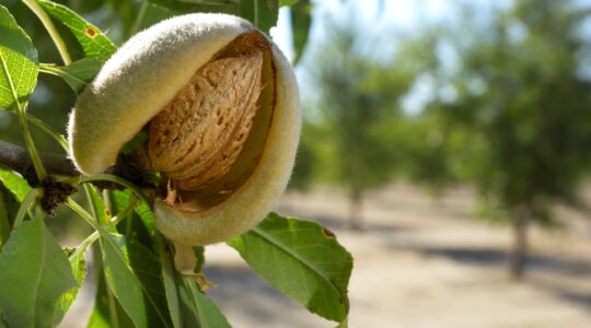 Asian demand boosting $19 billion horticulture industry