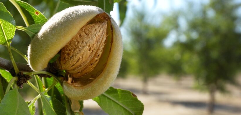 Almond on tree. | Newsreel