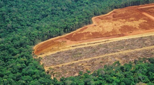 Amazon rainforest deforestation.