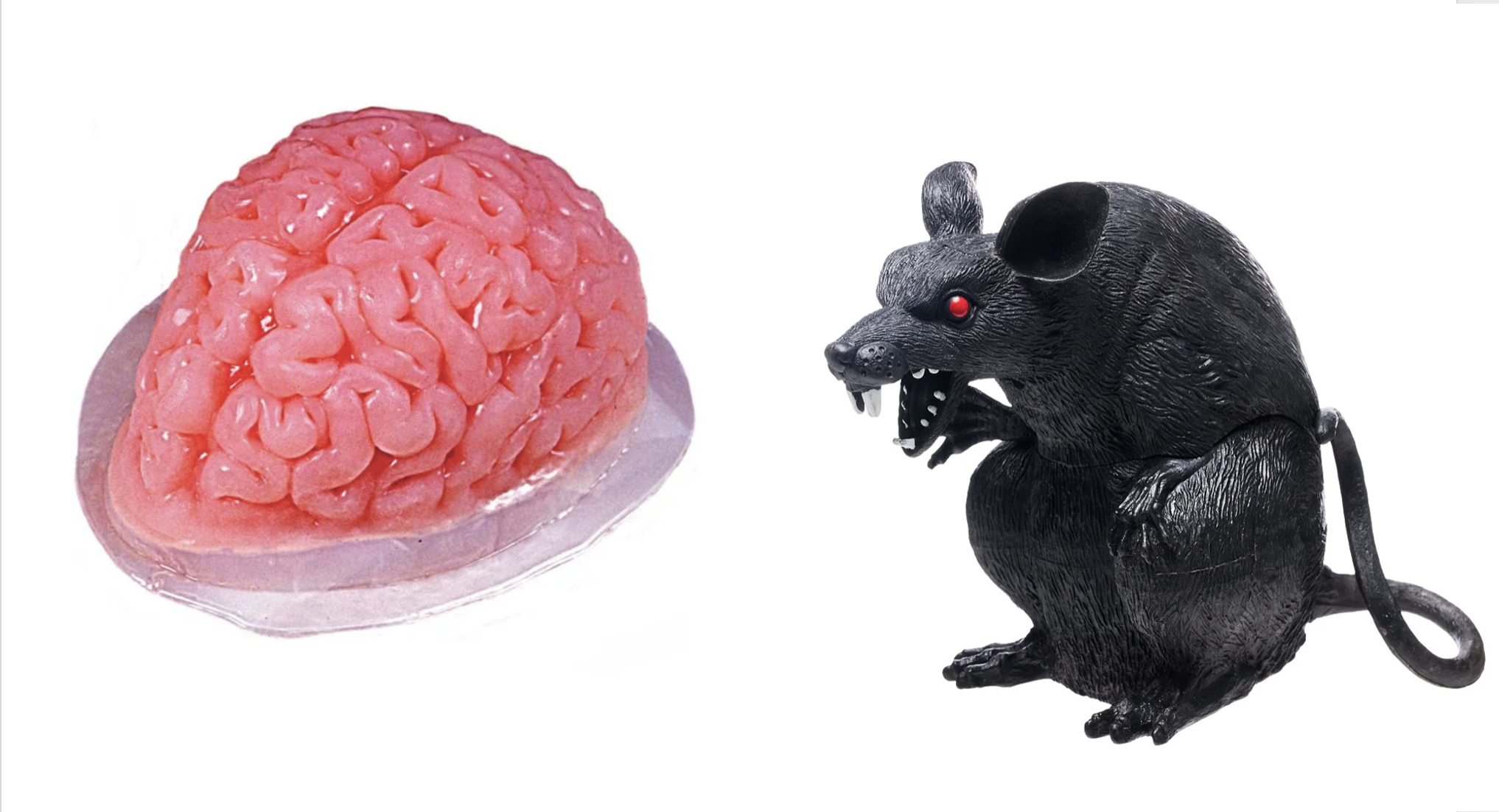 Brains, Rat