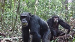 Chimpanzees. | Newsreel
