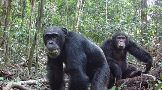 Chimpanzees. | Newsreel