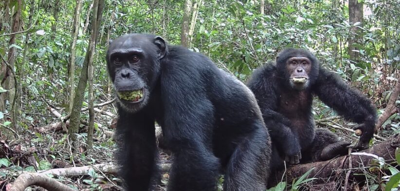 Chimpanzees. | Newsreel