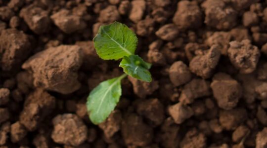 Carbon set to fall to crush and capture approach