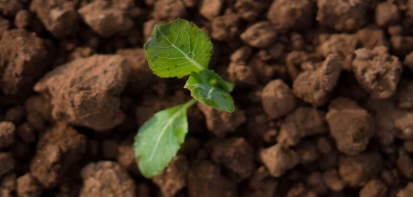 Crushed rock dust. | Newsreel