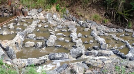 Waterway stairs help fish scale new heights