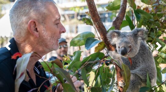 Single-shot koala chlamydia vaccine approved in world-first