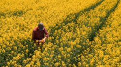 Rapeseed crop. | Newsreel