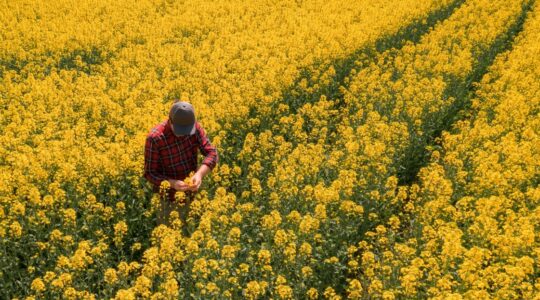 Rapeseed crop. | Newsreel