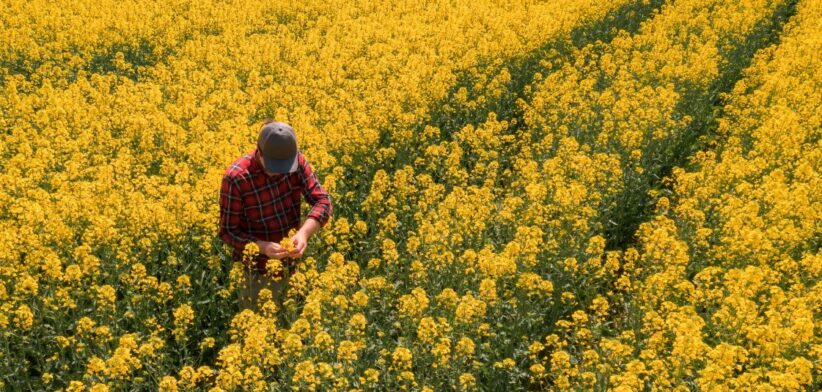 Rapeseed crop. | Newsreel