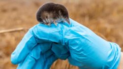 Shrew. | Newsreel