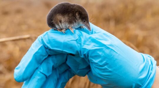 Shrew’s shrinkable brain offers new Alzheimer’s hope