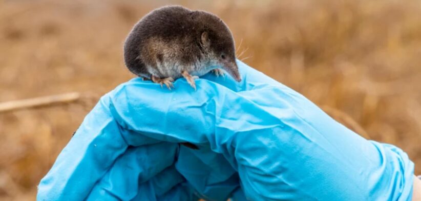 Shrew. | Newsreel