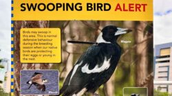 Swooping bird waring sign, Brisbane Australia
