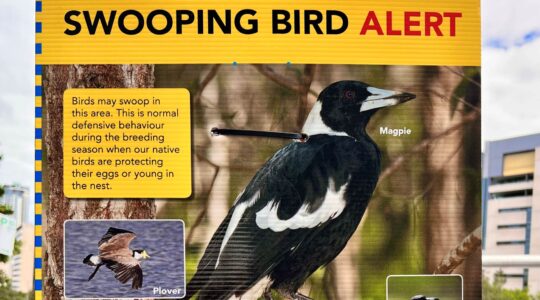 Hot spots revealed for peak bird swooping season
