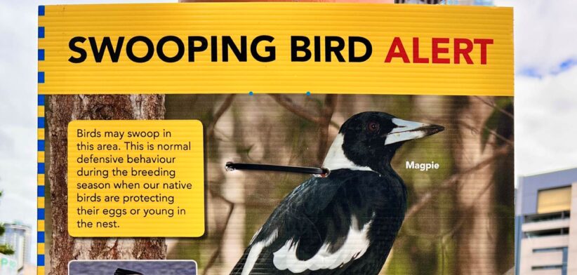 Swooping bird waring sign, Brisbane Australia