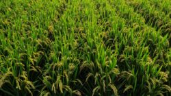 Rice fields