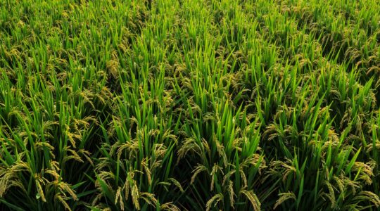 World-leading rice research centre to tackle water issues